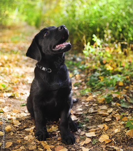 Black labrador retriever puppy © Dasha Petrenko