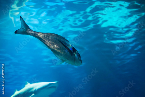 A small silver fish swims in the water, with a shark watching it in the out-of-focus background.