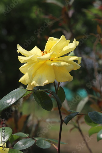 yellow flower in the garden