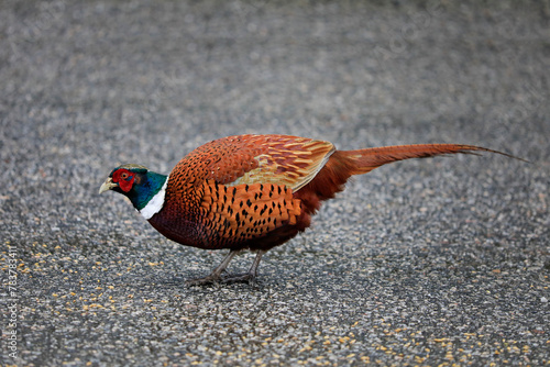 Male Phasianus colchicus mongolicus, Mongolian ringneck-type common pheasant eating grain outside a granary on a day of autumn. photo