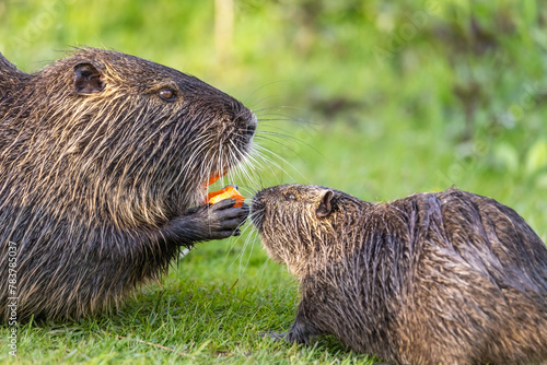 An adult and y young nutria or coypu (Myocastor coypus) eat a piece of carrot