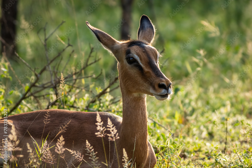 Obraz premium A cute and pretty young Impala antelope doe with interesting facial stripes, chewing the cud and on the lookout for danger in a game reserve in South Africa.