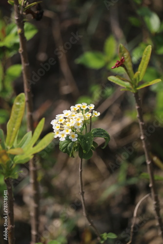 A small white flower with dense flowers and green leaves, growing on the ground under tall trees in a tropical rainforest. 