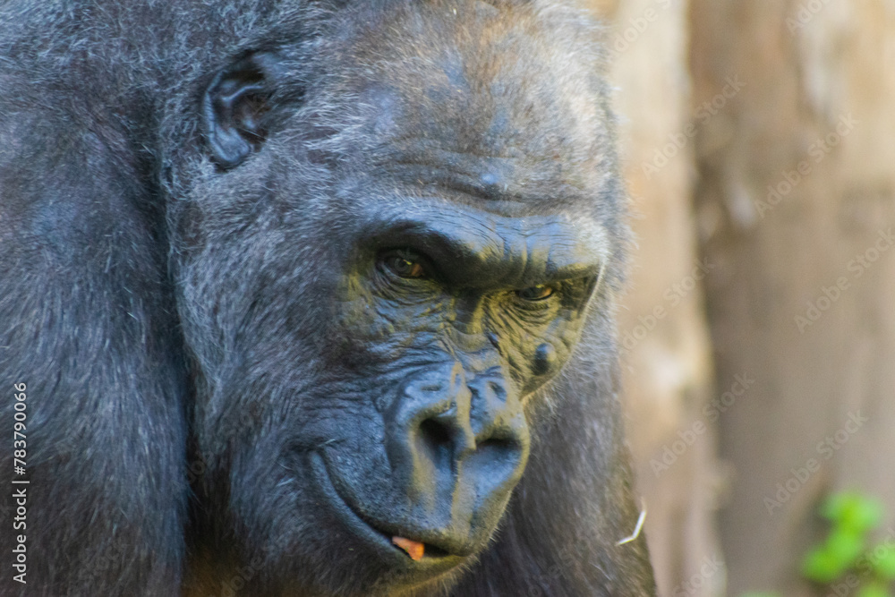Obraz premium portrait of gorilla