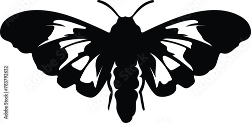 silkworm silhouette photo