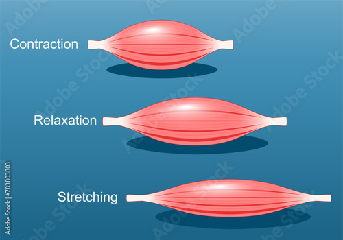 Muscle relaxation, stretching, and contraction photo