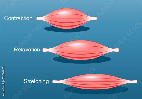 Muscle relaxation, stretching, and contraction
