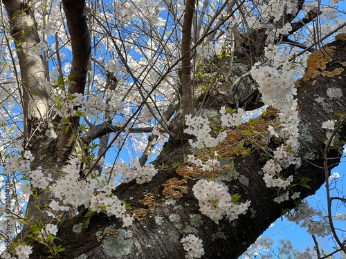 Cherry Blossom Trunk, March 2024
