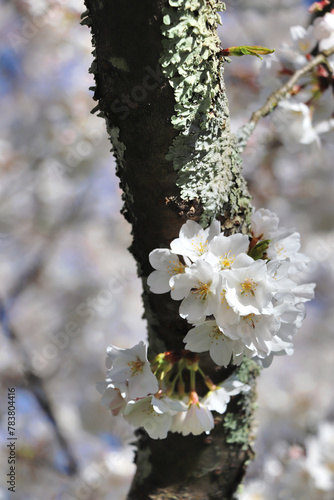Cherry Blossom Branch, March 2024