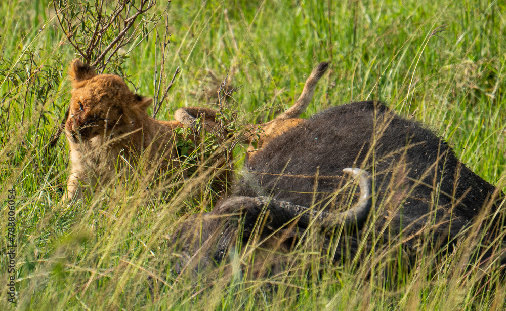 lion cub feeding on a dead buffalo in Masai Mara, Kenya lion cub feeding on a dead buffalo in Masai Mara, Kenya
