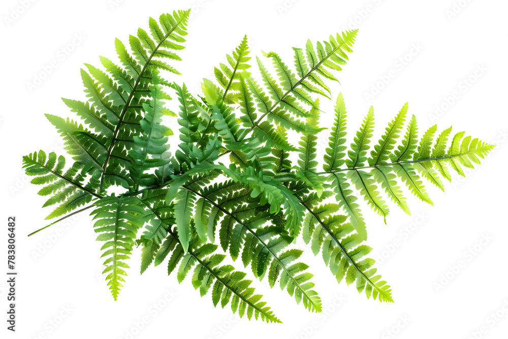 Artificial Ferns in a Decorative Display on White