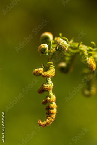 unrolling of newly formed fern frond (on green background) - circinate vernation photo