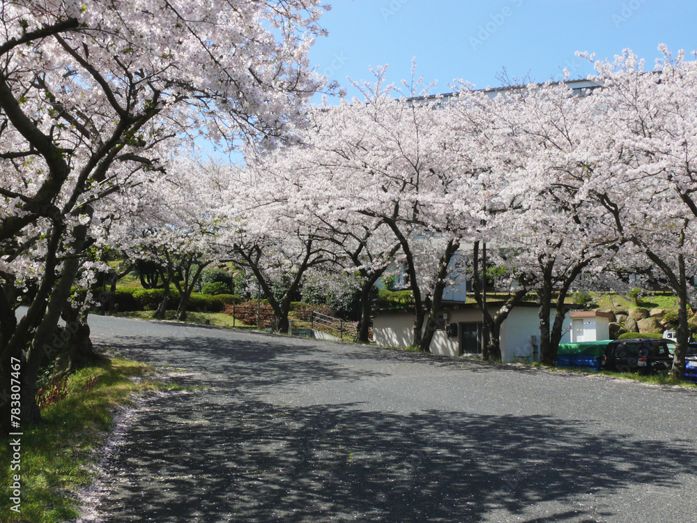 Obraz premium 満開の桜が作るトンネル。 桜の枝ぶりと花びらがつくる路上の影。 日本の春の風景。