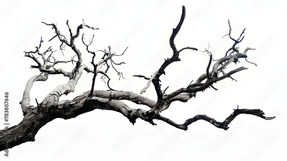 Intricate Textures of a Lonely Dead Tree Branch on a White Backdrop