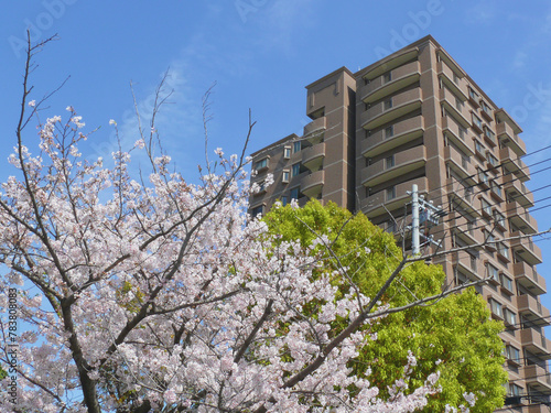 桜のある風景。 マンションの駐車場にさく満開の桜と新緑の木。 日本の春の景色。 © Toshiyuki