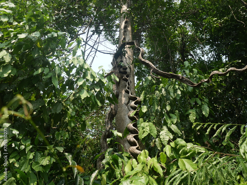 Fototapeta premium A large, crooked vine was wrapped around a tree in the middle of the forest