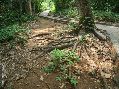 Φωτογραφία taproot and base of large trees in forests in national parks