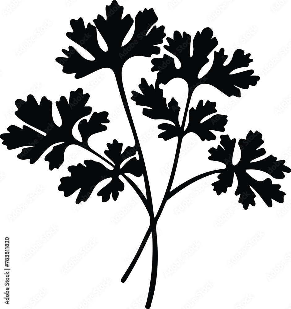 Obraz premium parsley silhouette
