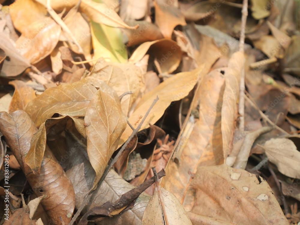 A pile of dry brown fallen leaves lies on the ground A pile of dry brown fallen leaves lies on the ground