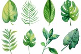 Different watercolor tropical large leaves on a white background, plants collection