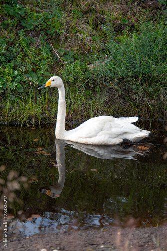 swan lapland