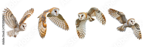 Set of Flying common barn owl on white background , transparent png 