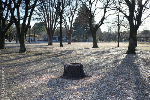 A silent park in winter