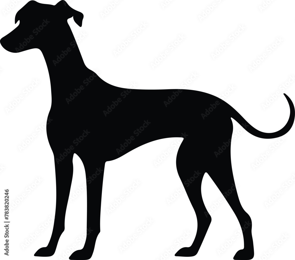 Fototapeta premium whippet silhouette