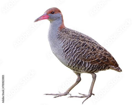 grey brid with banded wings and body isolated on white background, Slaty-breasted rail; carke (lewinia striata)
