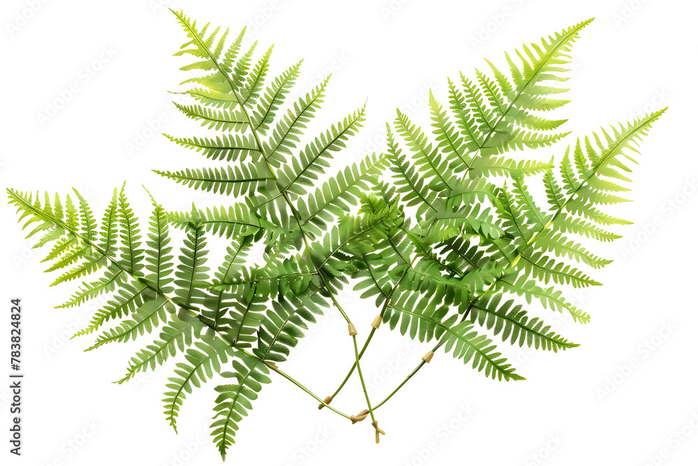 Three Isolated Fern Leaves on White Background in 32k UHD Three Isolated Fern Leaves on White Background in 32k UHD