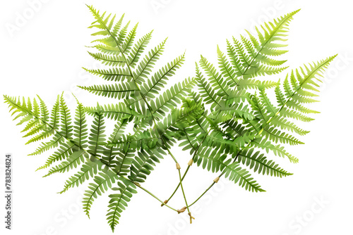Three Isolated Fern Leaves on White Background in 32k UHD photo