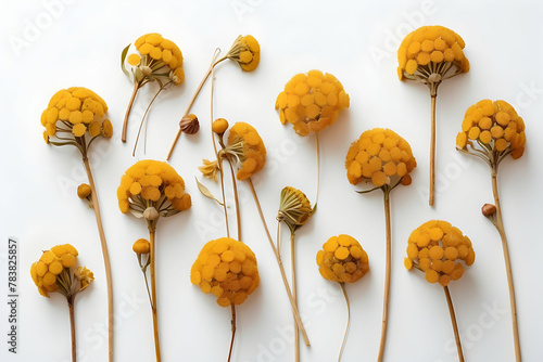Flat lay composition of vivid yellow billy balls (Craspedia) flowers symmetrically arranged on a clean white background