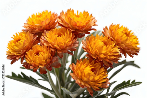 A close-up shot of a bright bunch of orange calendula flowers with detailed petals and leaves on a white background