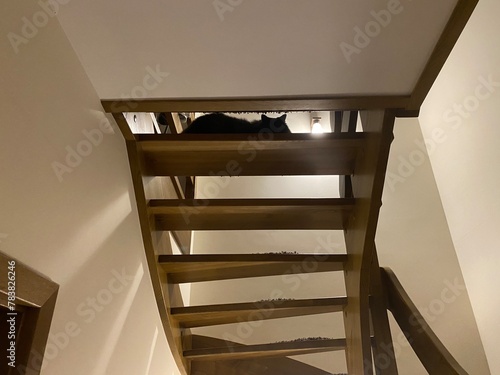 kot na schodach
