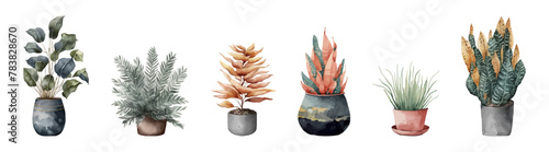 Watercolor vector set of cactus and succulent. Plant illustration.