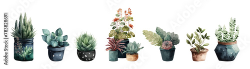 Watercolor vector set of cactus and succulent. Plant illustration.