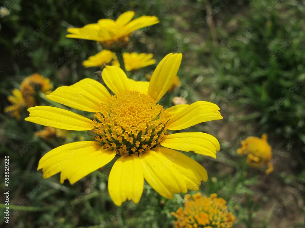 Fototapeta premium Fiori e insetti