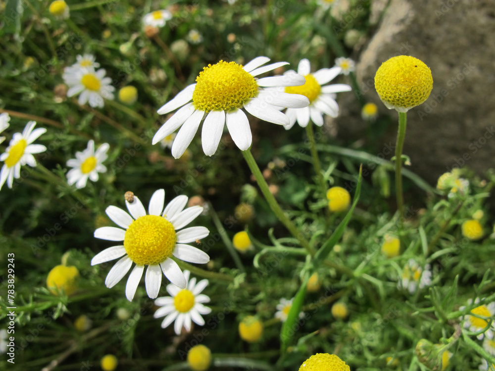 Fiori e insetti Fiori e insetti