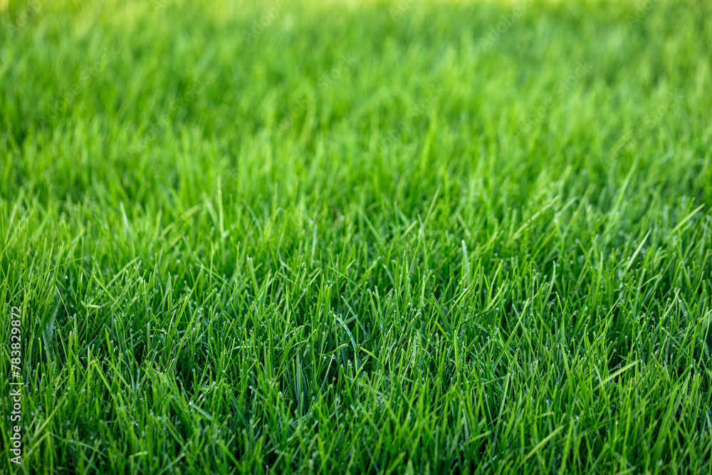 Natural green grass background, fresh lawn - obrazy, fototapety, plakaty 