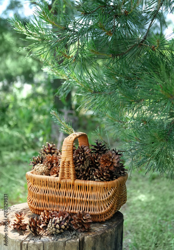 Wicker basket with pine cones in forest, natural background. pine tree cones picking for decorating or Kindling.