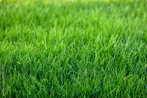Natural green grass background, fresh lawn © Mariusz Blach