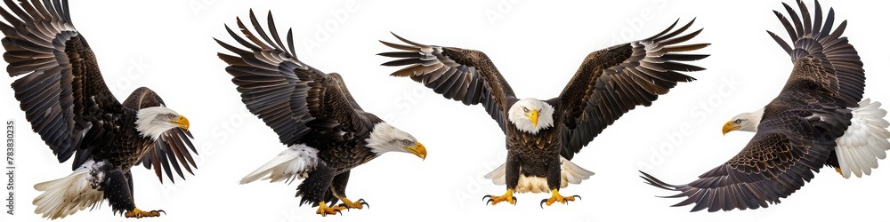 Fototapeta premium Set of four images of a bald eagle in different poses, flying and standing on a white background