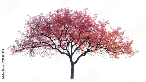 A tree with red leaves is standing alone on a white background
