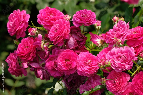 Wallpaper Mural pink rose in full blooming	 Torontodigital.ca