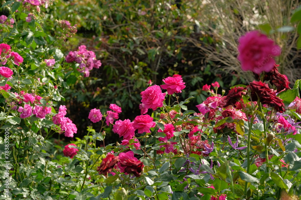 Fototapeta premium pink rose in full blooming 
