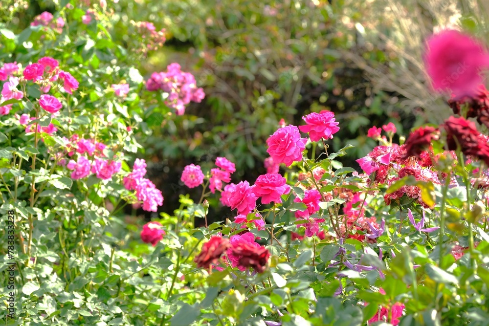 Obraz premium pink rose in full blooming 