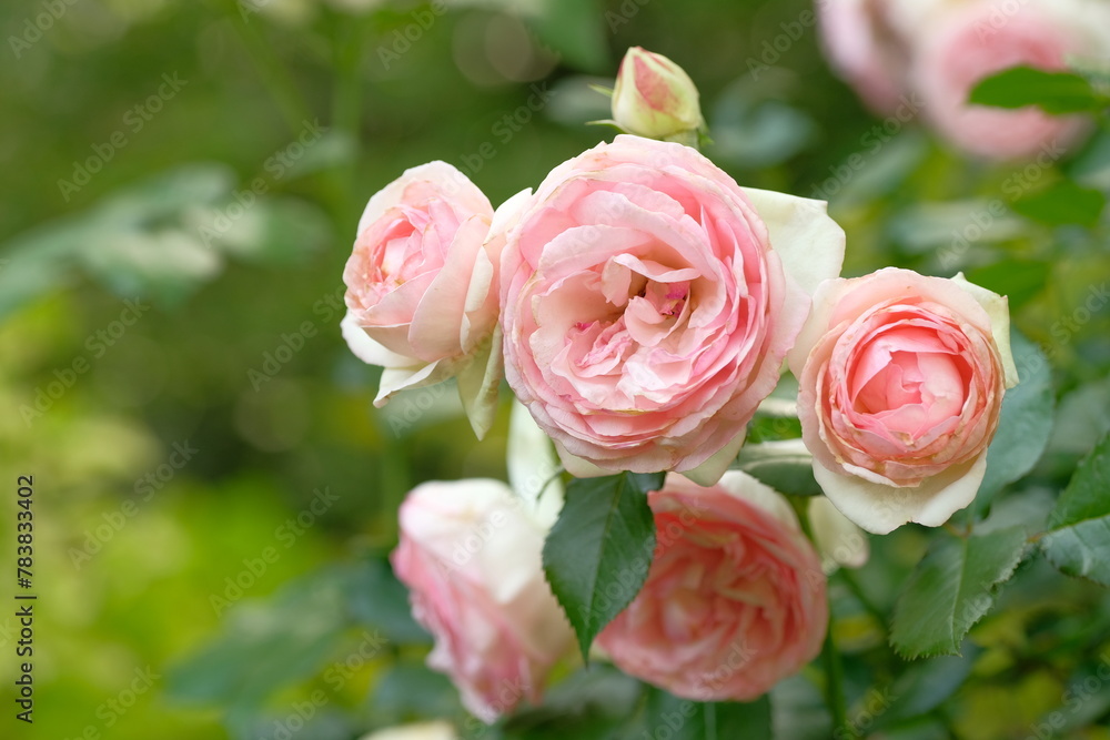 pink rose in full blooming pink rose in full blooming