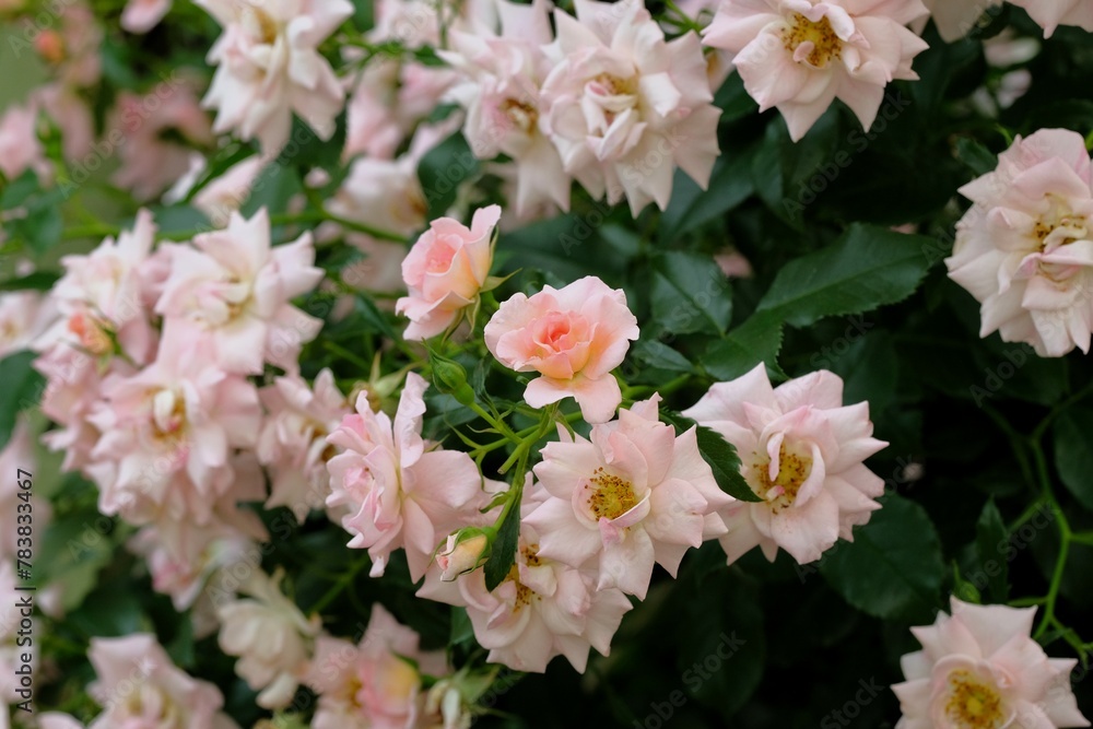 pink rose in full blooming pink rose in full blooming