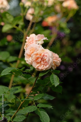 apricot color rose flower in full blooming