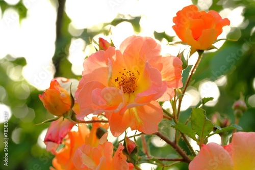 apricot color rose flower in full blooming
